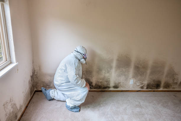 Best Black Mold Remediation in Moorhead, MS